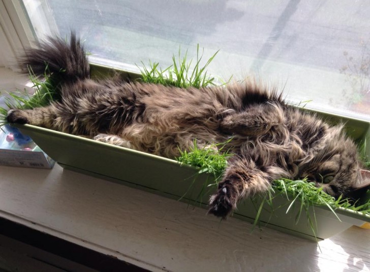 In the warmer months, of course there is nothing cooler than sleeping in the window box with the plants ...