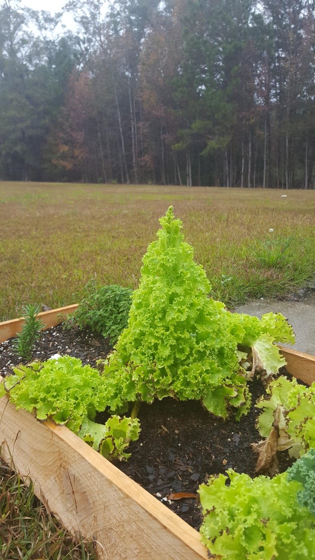 E também os agricultores festejam o Natal em maneira especial!