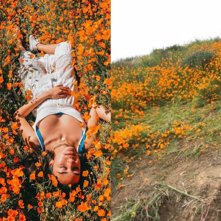 Die traurige Realität eines bei Instagram-Nutzern beliebten Blumenfotos...