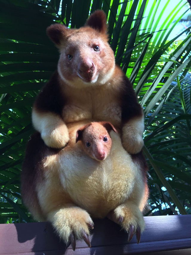 Schaut euch an, wie niedlich dieses Baby-Känguru zusammen mit seiner Mutter ist!