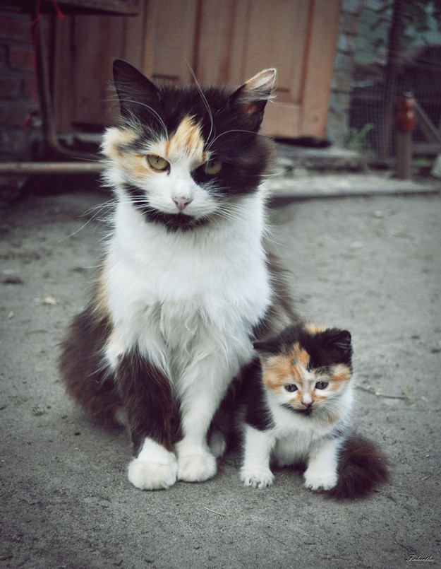 Het kitten moet nog aan de chagrijnige uitdrukking werken, maar is goed op weg om er als zijn moeder uit te zien!