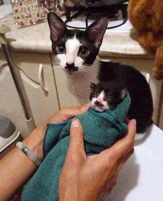 Questo gattino nato da poco ha la stessa macchia sul naso che ha anche la sua mamma.