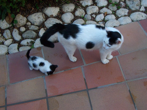 De verdeling van de stippen op de rug van het kitten lijkt sterk op die van de moeder.