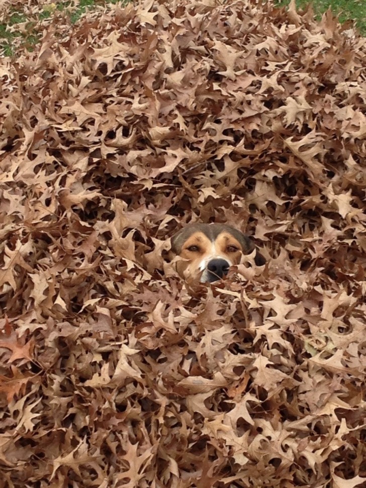 5. "Que dire... mon chien aime les feuilles"