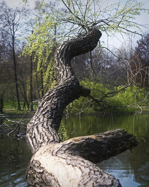 11. Nach ein paar akrobatischen Wirbeln ist dieser Baum bereit für ein Bad im Wasser.