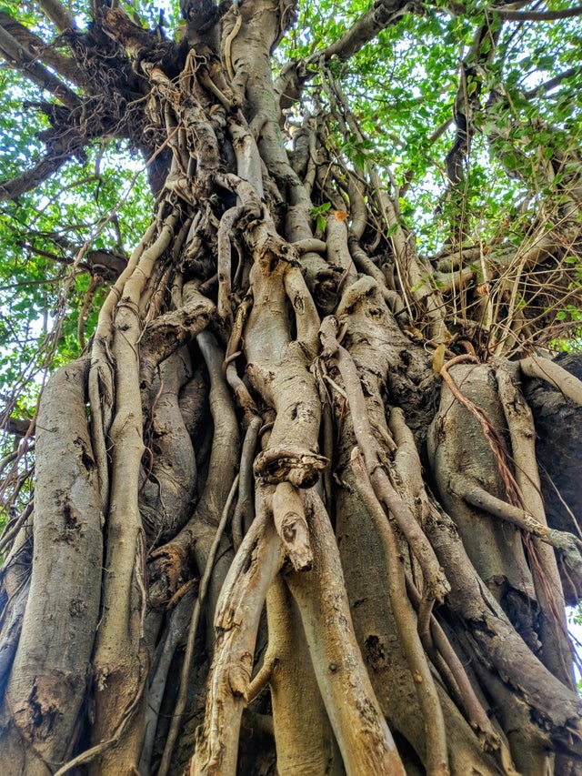 12. Veel met elkaar verweven stammen slagen erin een fascinerende boom te vormen. Zie jij hoeveel stammen er zijn?