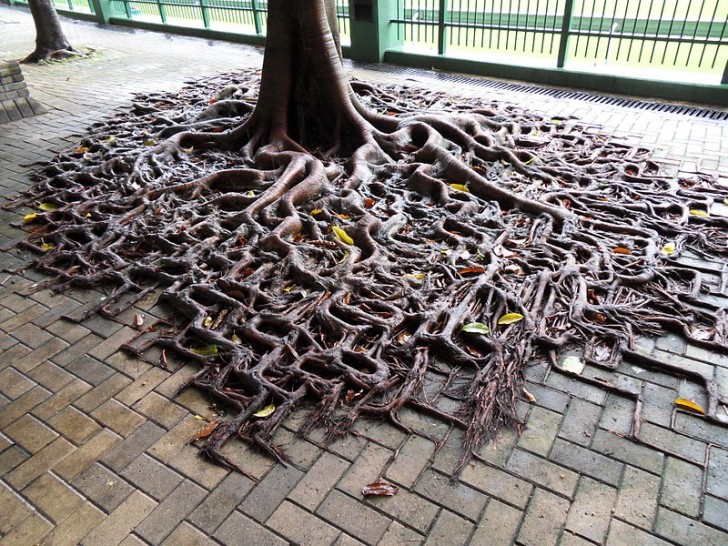 14. Le radici di questo albero si sono adattate perfettamente alla geometria della pavimentazione.