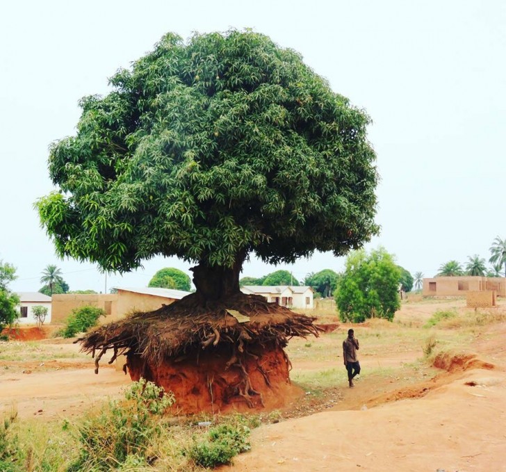 16. Het maakt niet uit of er niets meer om hem heen is, deze boom blijft ondanks alles groeien.