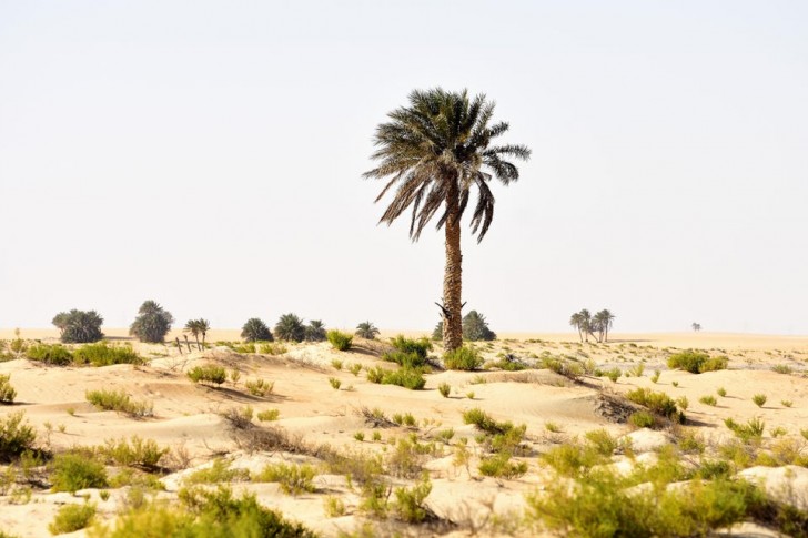 2. Het bevindt zich in de woestijn en deze palm leert ons niet bang te zijn voor eenzaamheid.
