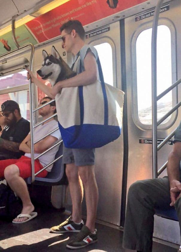 4. In de metro van New York is het verboden om dieren mee te nemen, behalve als ze in een tas passen