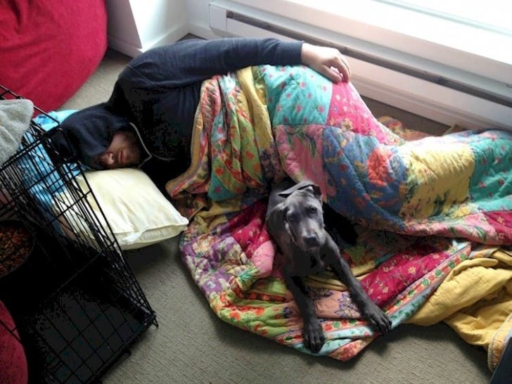 9. Die Freundin verbietet dem Hund, auf dem Bett zu schlafen, also geht er zum Schlafen ins Körbchen