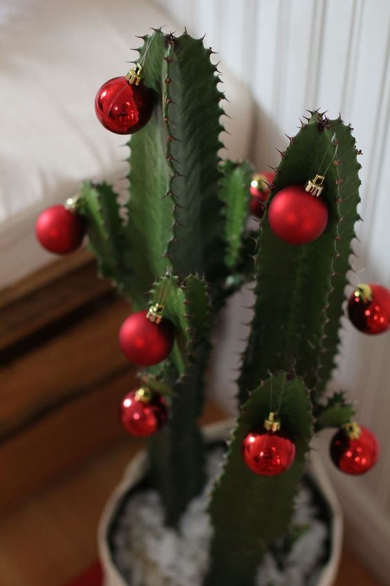 5. Le spine dei cactus possono sopportare per un paio di settimane il "peso" delle palline decorative