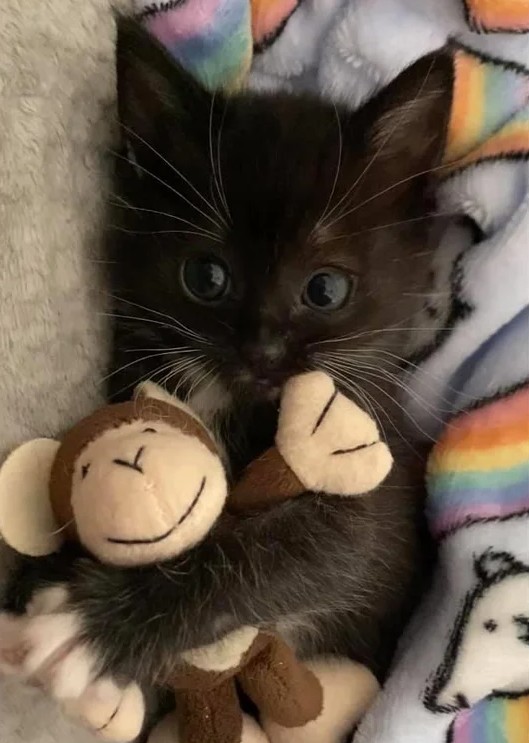 1. Questo adorabile gattino non riesce ad addormentarsi senza la sua scimmietta di pezza