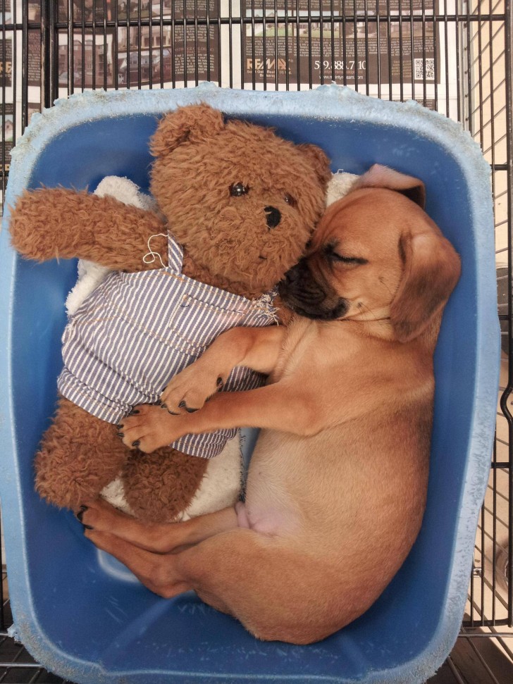 10. Who wouldn't want a lovely soft teddy bear to fall asleep with?!