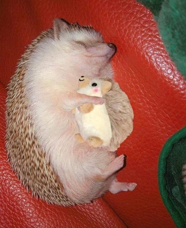 2. Even this African hedgehog has his beloved toy