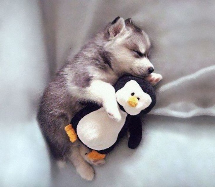 3. Een pinguïnvriendje die hem een veilig gevoel geeft…