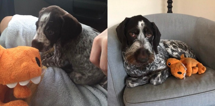 4. He was just a puppy when he got this stuffed animal ... but today he loves it just the same!