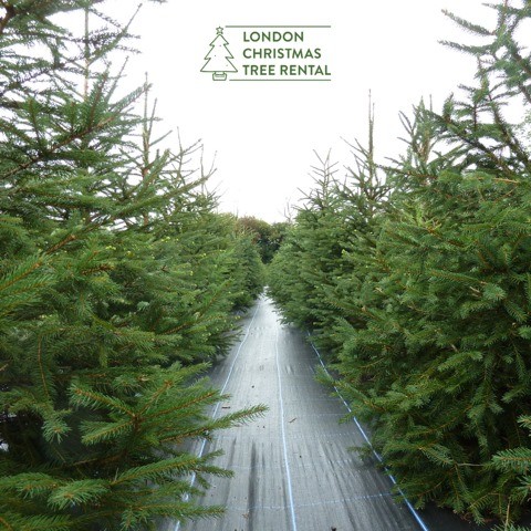 London Christmas Tree Rental/Facebook