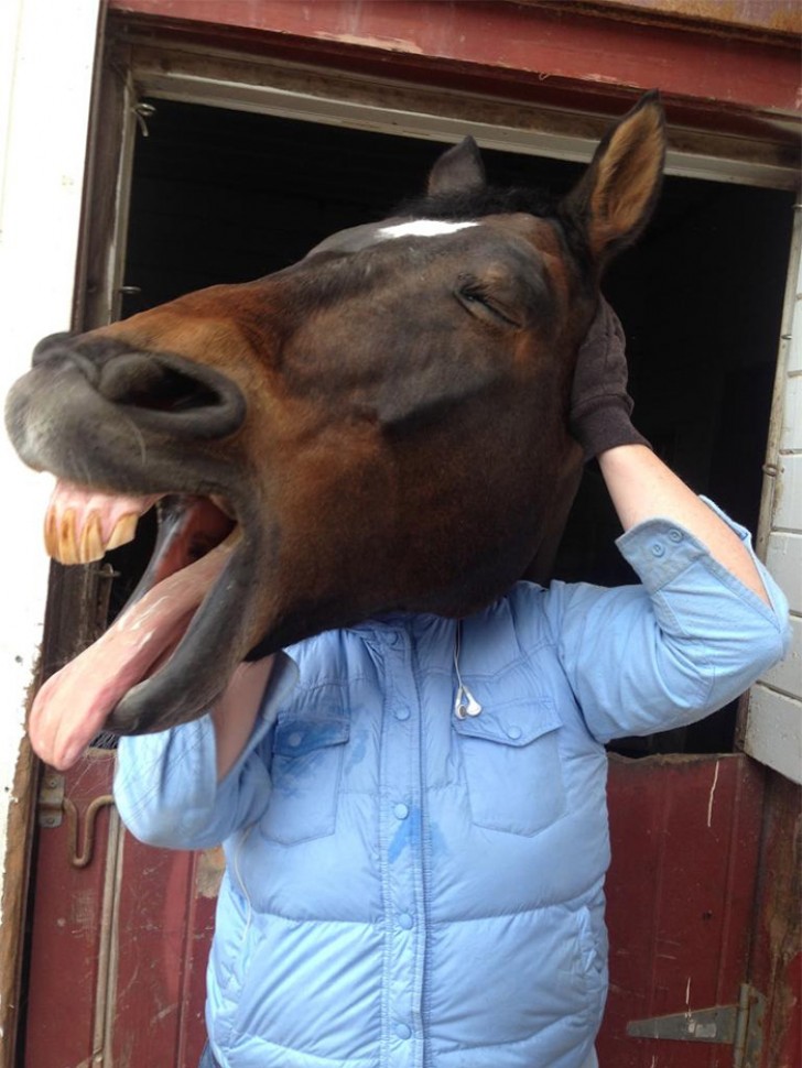 17. Dit paard heeft een slechte dag.