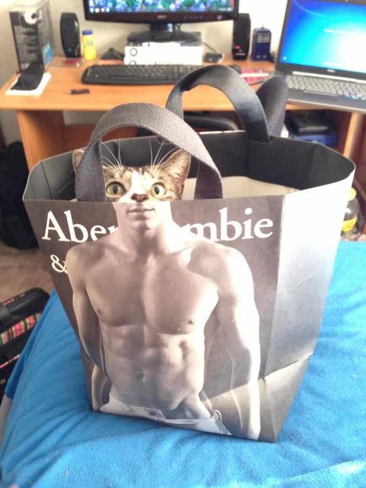 9. Help. Mijn kat heeft een sixpack.