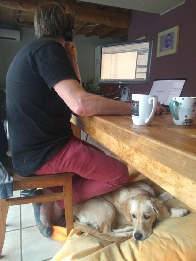 Er ist immer bei seinem Herrchen, auch wenn er vor dem PC arbeitet!