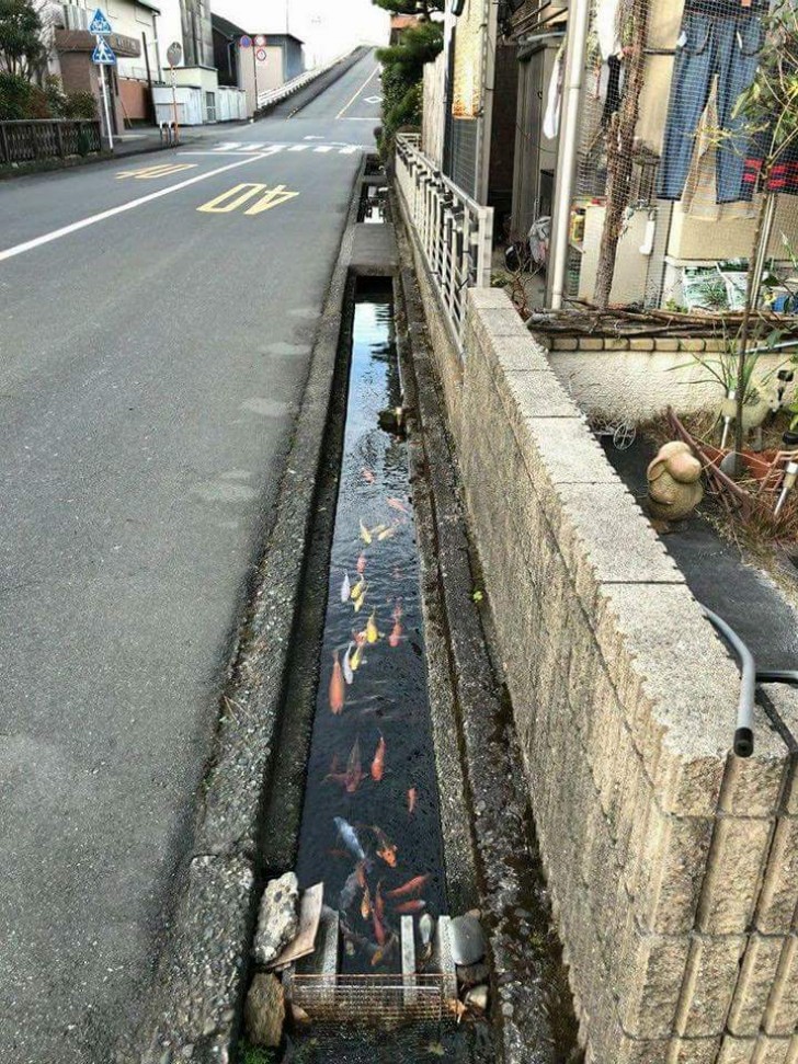 10. Un canal d'évacuation avec une eau si propre que les poissons y vivent !