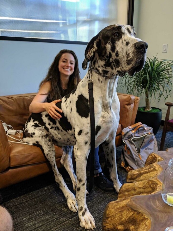 18 Divertenti Foto Di Cani Che Non Si Rendono Minimamente Conto Di