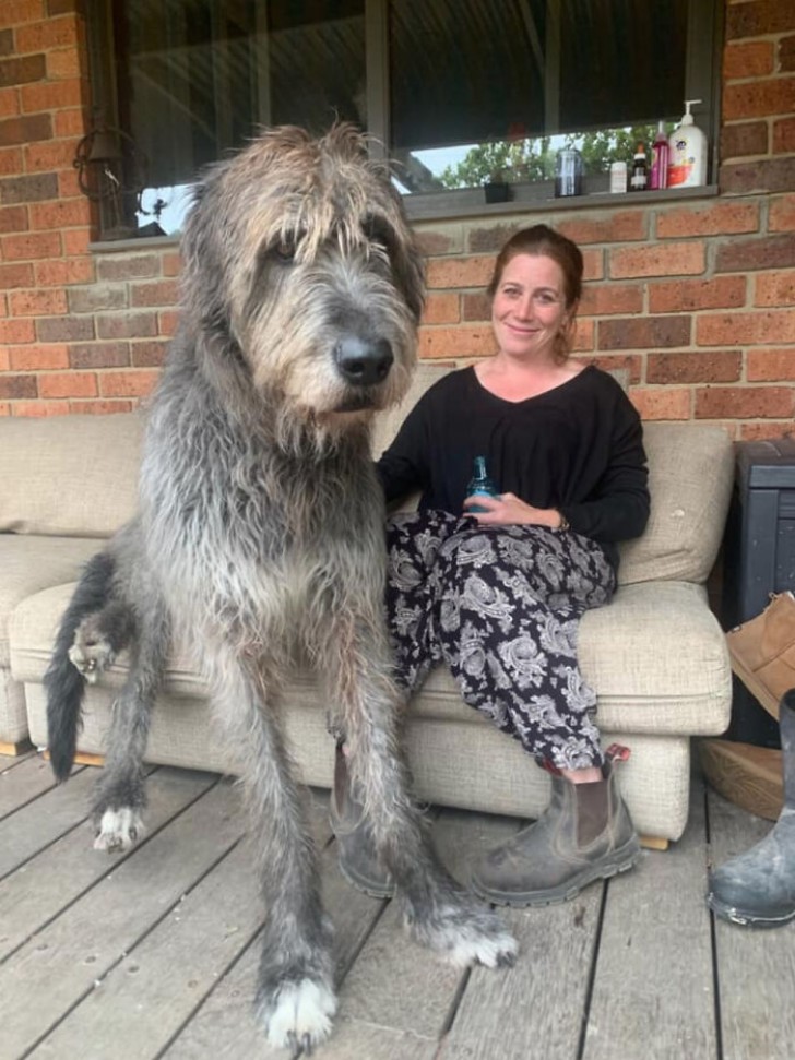 17. ¡Seamus es un galgo irlandés gigante...¡un verdadero caballero!