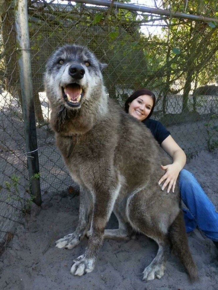 2. Practically a wolf!