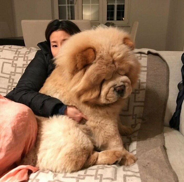 19. Quelle magnifique grosse peluche !