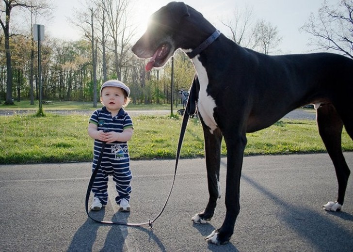 5. Il est si grand qu'il pourrait aller "à cheval" !