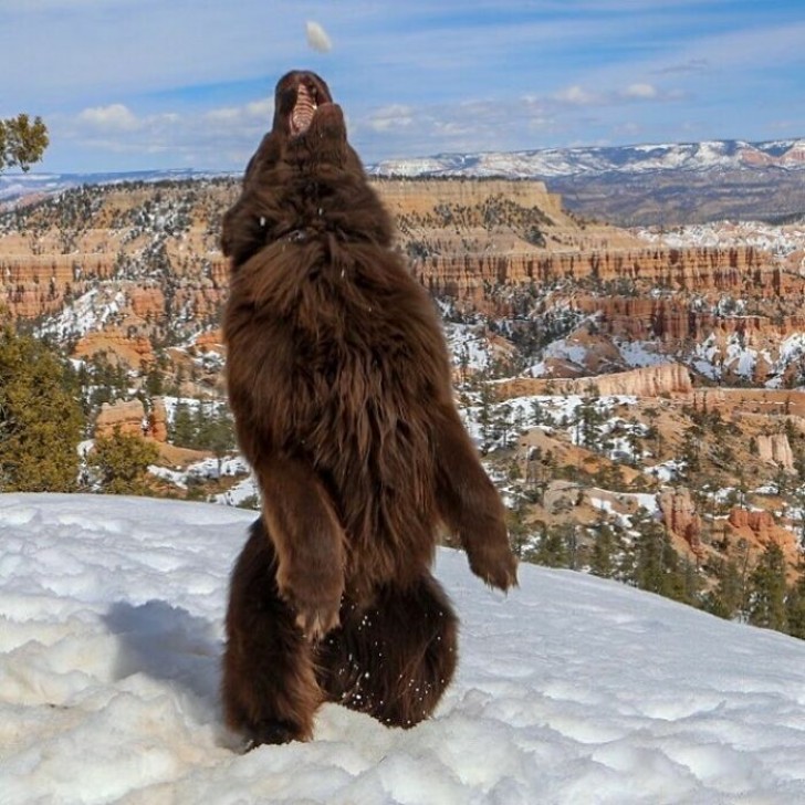 6. Um cachorro ou um urso?