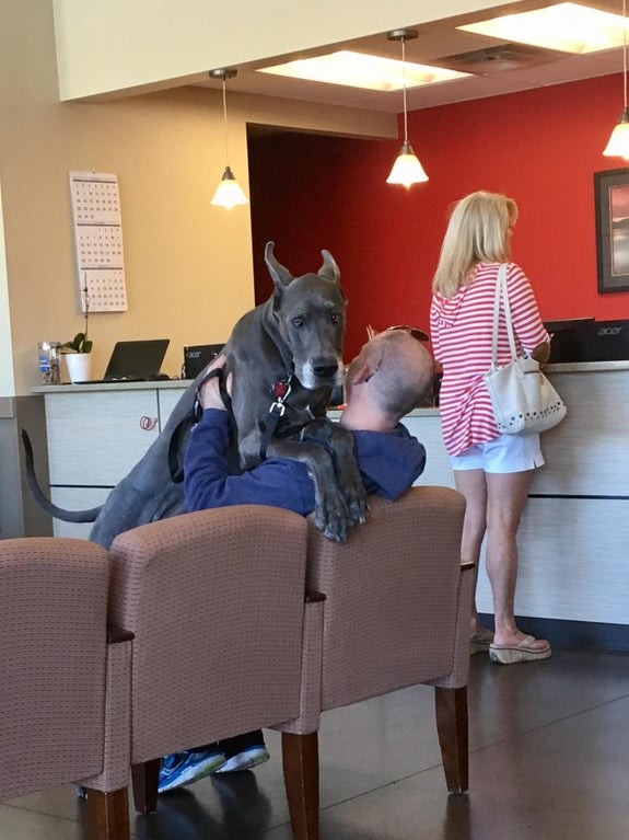 8. Even this big guy is frightened of the vet!