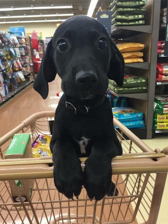 Ein niedlicher Hund im Supermarkt!