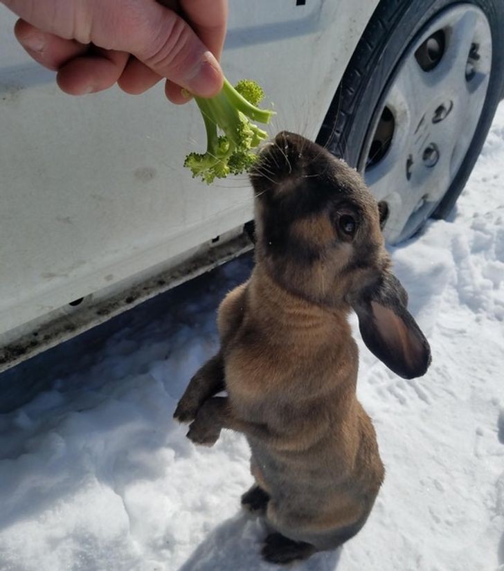Ja, es ist ein Kaninchen auf der Suche nach Futter!