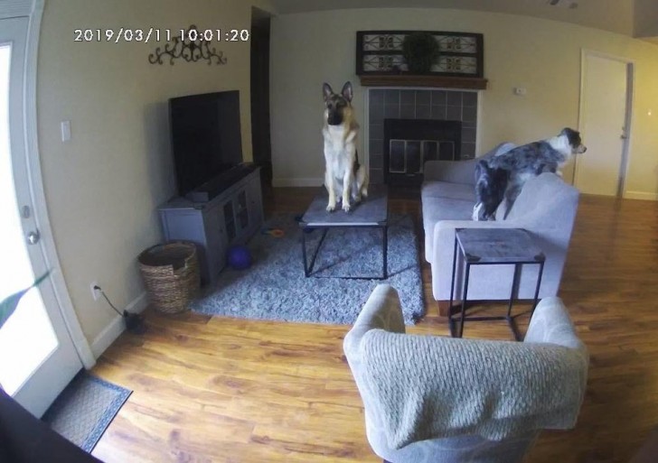 11. Ik besloot een videocamera te installeren om te zien wat mijn honden uitspookten terwijl ik aan het werk was - dit is wat ik zag.