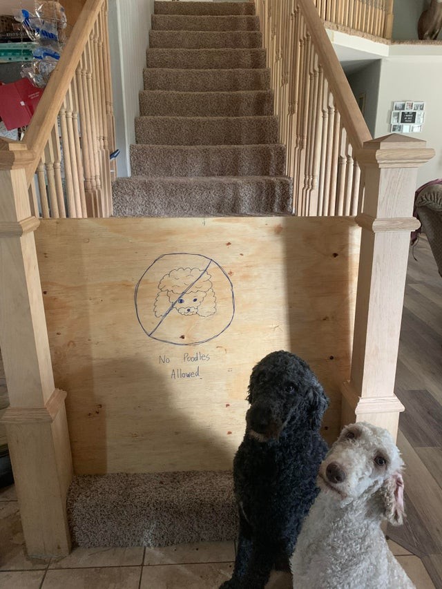 Min man har satt upp stränga regler i hemmet... för hundarna!