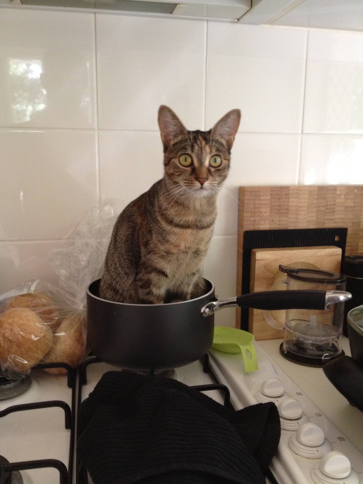 Di tutti i luoghi più comodi della casa, proprio dentro la pentola?