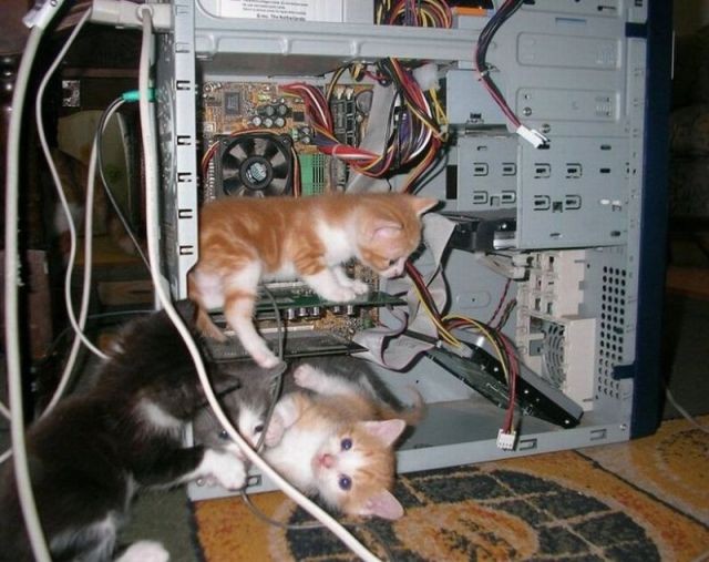 A loro piace il calore del computer acceso!