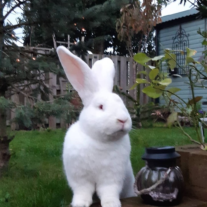 jester_the_giant_bunny/instagram