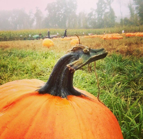 2. Un drago che mette fuori la testa da una zucca. Sembra una creatura uscita da un libro fantasy! Ha anche i baffi.