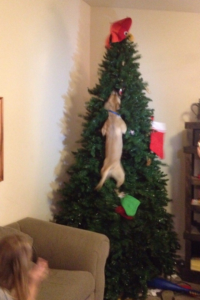 16. Mijn hond denkt waarschijnlijk dat hij een kat is: zodra hij de boom zag deed hij dit.