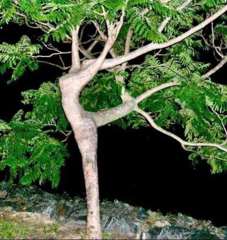 2. Een zeer gracieuze danseres reïncarneerde in deze boom. Het ziet eruit als een boom uit een Grieks epos.