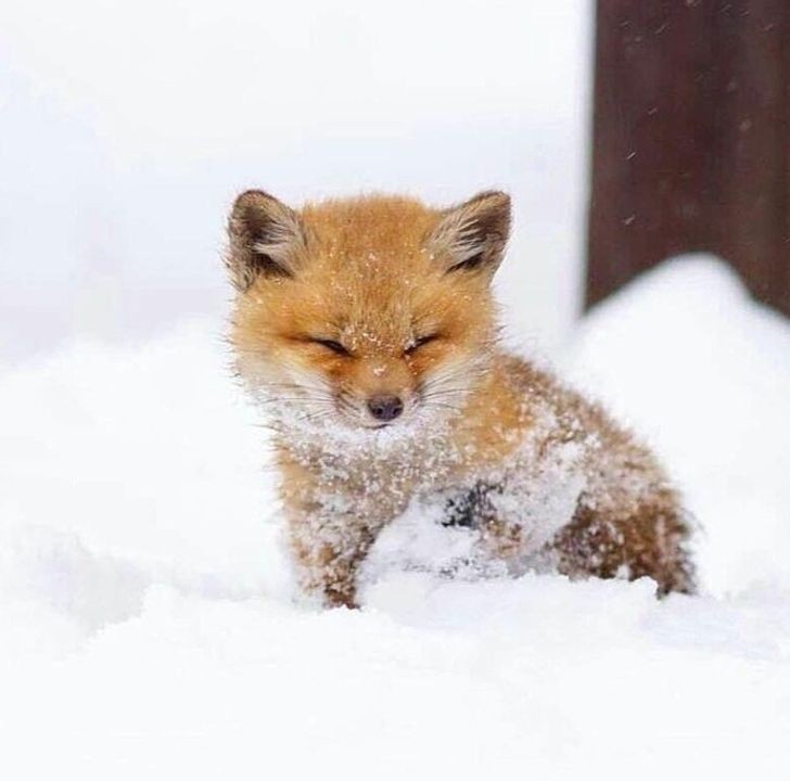 Veja a beleza deste filhote de raposa!