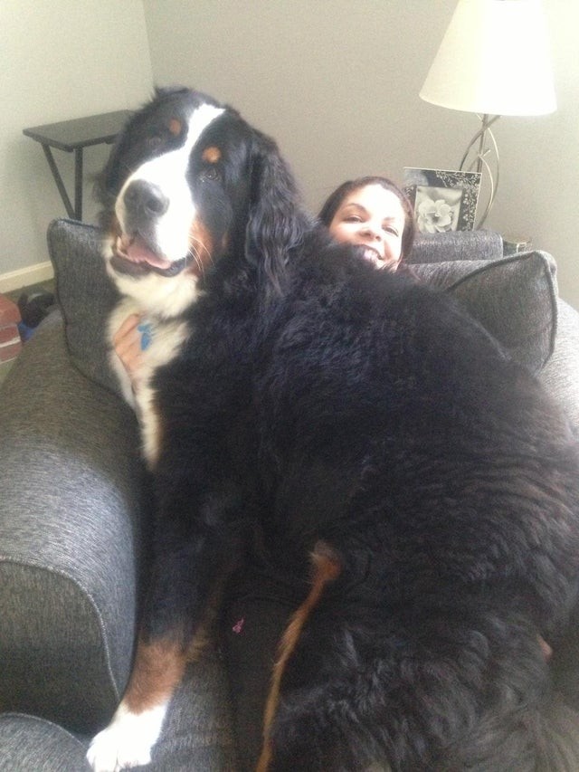 1. Le chien voulait simplement tenir compagnie à sa maîtresse sur le canapé. Et on a perdu cette dernière !