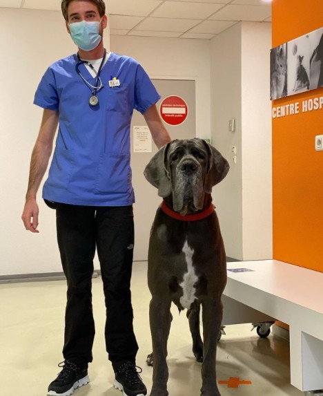 3. Un bilan de santé pour ce chien géant aux yeux doux. Pensez-vous que le vétérinaire a été intimidé par sa taille ?