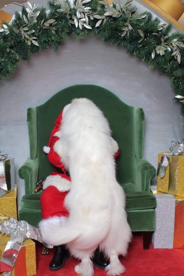 7. Nein, es ist nicht der Bart vom Weihnachtsmann, der zu stark gewachsen ist: Was Sie da vorne sehen, ist mein Hund!