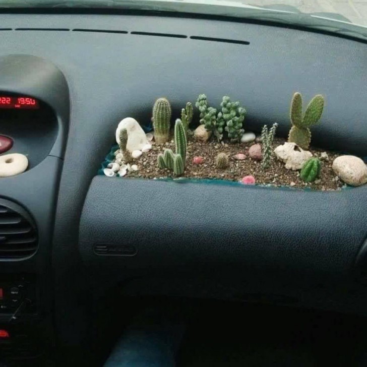 2. Het dashboard is een kleine moestuin geworden van aarde, bloemen en vetplanten. Niemand zal er zijn voeten meer op leggen.