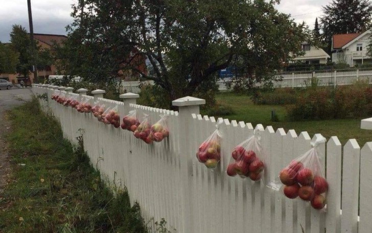 13. Norweger lieben es, ihre Apfelernte zu teilen: Sie stellen gefüllte Säcke an den Zaun und warten darauf, dass jemand sie abholt.