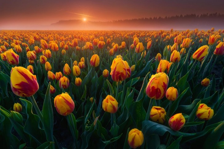 2. La perfection de ce champ de tulipes à l'aube : un spectacle qui remplit les yeux et l'esprit.